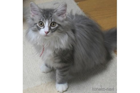 成約済の茨城県のノルウェージャンフォレストキャット-54233の1枚目