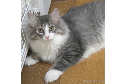成約済の茨城県のノルウェージャンフォレストキャット-43023