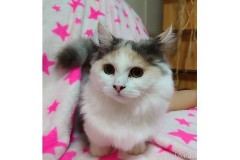 成約済の愛知県のマンチカン(短足)-58827の5枚目