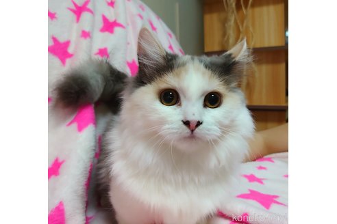 成約済の愛知県のマンチカン(短足)-58827の4枚目