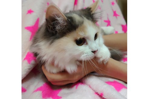 成約済の愛知県のマンチカン(短足)-58827の3枚目