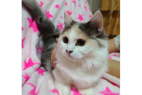 成約済の愛知県のマンチカン(短足)-58827の2枚目