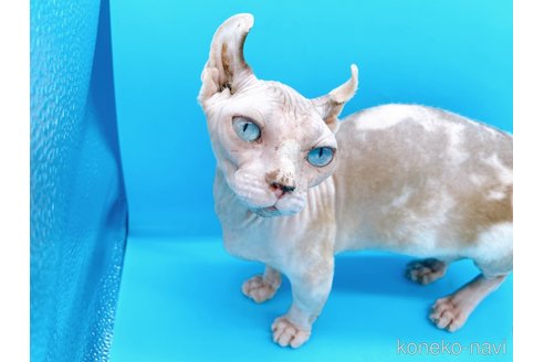 成約済の東京都のその他の猫種-31114の7枚目