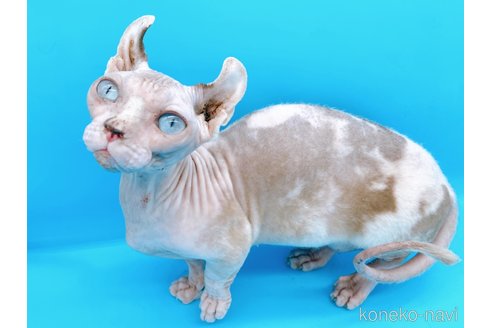 成約済の東京都のその他の猫種-31114の6枚目