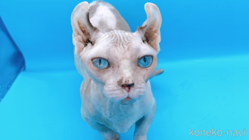 成約済の東京都のその他の猫種-31114の5枚目