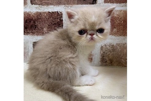販売中の山梨県のエキゾチックショートヘア-63688