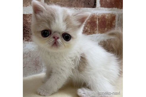 成約済の山梨県のエキゾチックショートヘア-63689の1枚目