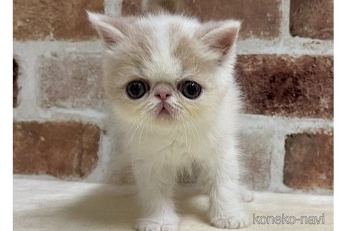 成約済の山梨県のエキゾチックショートヘア-63689の5枚目