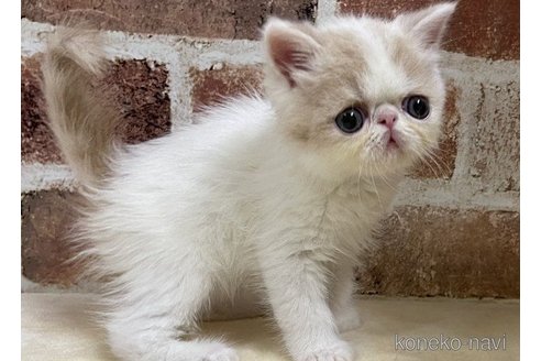 成約済の山梨県のエキゾチックショートヘア-63689の2枚目