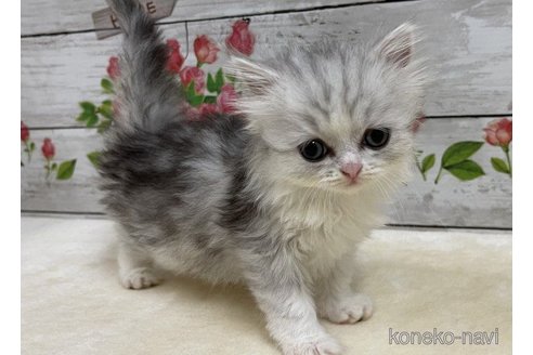 成約済の山梨県のミヌエット-63692の3枚目