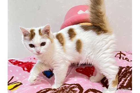 成約済の埼玉県のスコティッシュフォールド-48725の3枚目