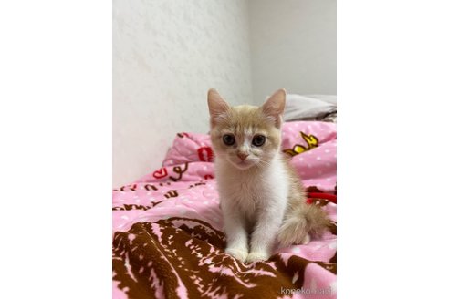成約済の埼玉県のスコティッシュフォールド-59997の5枚目