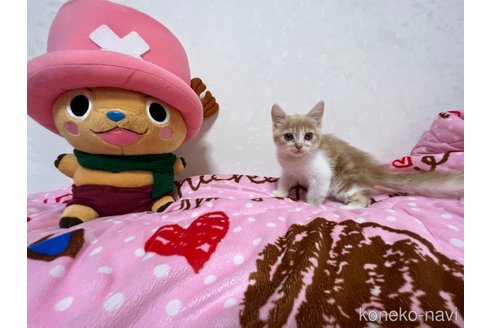 成約済の埼玉県のスコティッシュフォールド-59997の3枚目