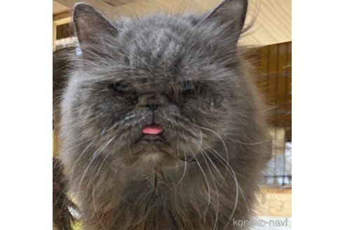 ののエキゾチックロングヘア-