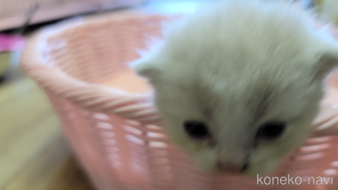 成約済の千葉県のスコティッシュフォールド-64408