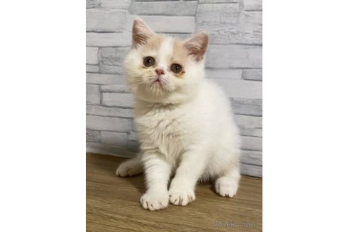 販売中の徳島県のエキゾチックショートヘア-63886