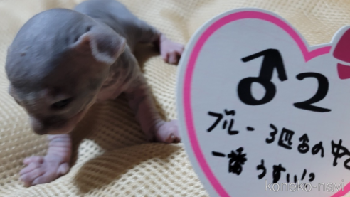 販売中の千葉県のスフィンクス-63304