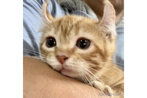 販売中の群馬県のアメリカンカール-63949