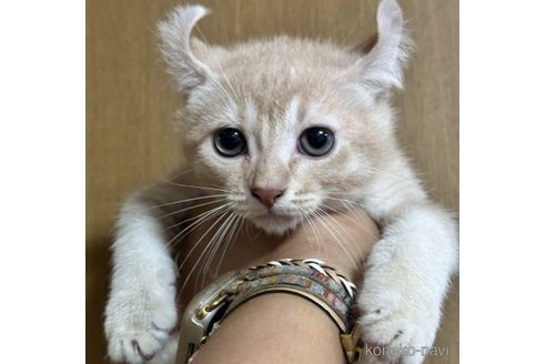 販売中の群馬県のアメリカンカール-63951