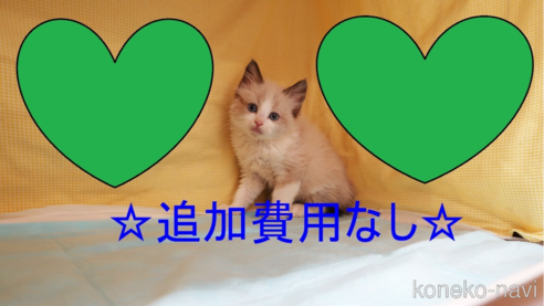 成約済の東京都のラグドール-63970