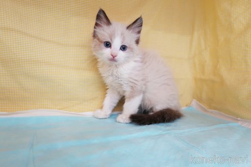 成約済の東京都のラグドール-63970の2枚目