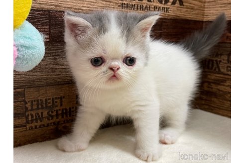 成約済の山梨県のエキゾチックショートヘア-63984の2枚目