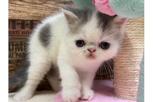 成約済の山梨県のエキゾチックショートヘア-63984の4枚目