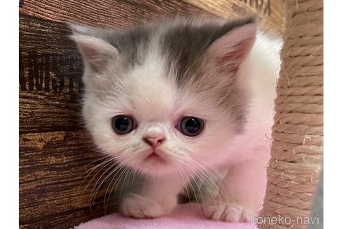 成約済の山梨県のエキゾチックショートヘア-63984の5枚目