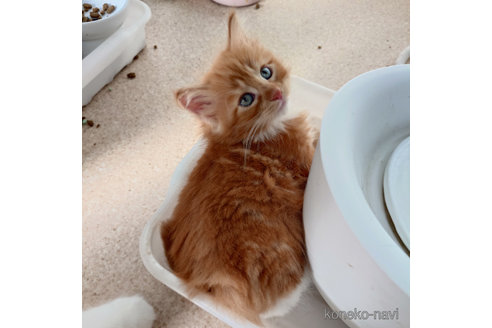 成約済の埼玉県のノルウェージャンフォレストキャット-61634の2枚目