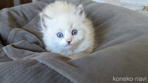 成約済の茨城県のラグドール-64004の23枚目