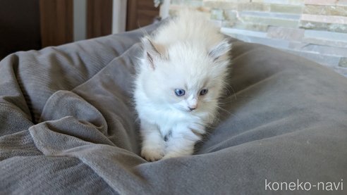 成約済の茨城県のラグドール-64004の21枚目