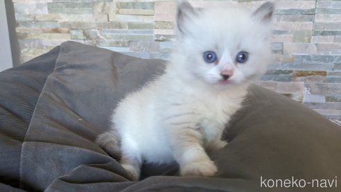 成約済の茨城県のラグドール-64004の17枚目