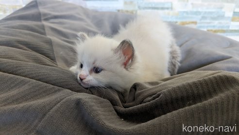 成約済の茨城県のラグドール-64004の14枚目