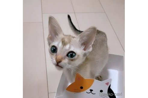 販売中の兵庫県のシンガプーラ-64142