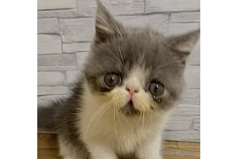 販売中の徳島県のエキゾチックショートヘア-64167