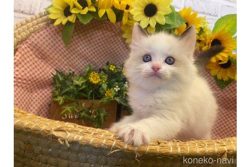成約済の滋賀県のラグドール-64172の3枚目