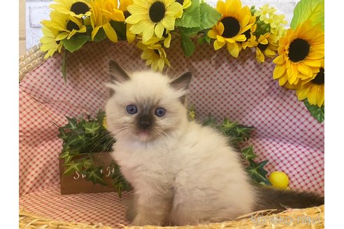 成約済の滋賀県のラグドール-64173の4枚目