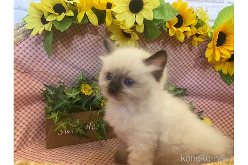 成約済の滋賀県のラグドール-64173の5枚目