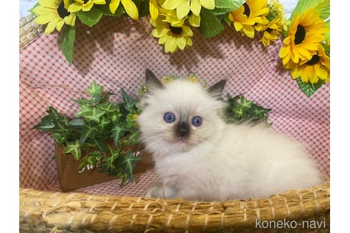 成約済の滋賀県のラグドール-64174の2枚目