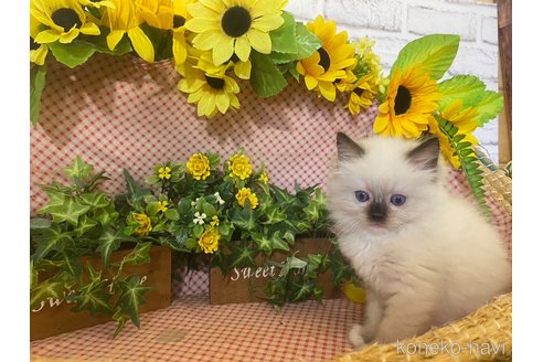 成約済の滋賀県のラグドール-64174の3枚目
