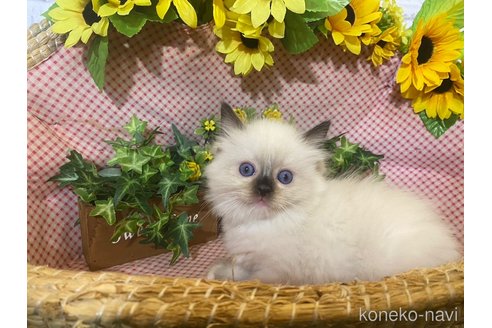 成約済の滋賀県のラグドール-64174の4枚目