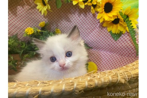 成約済の滋賀県のラグドール-64176の5枚目