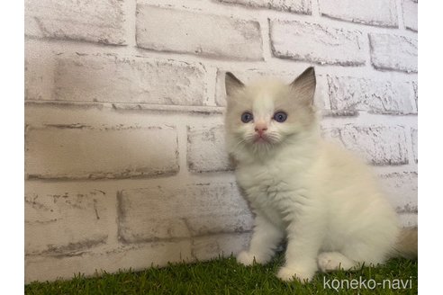 成約済の滋賀県のラグドール-64176の4枚目