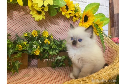 成約済の滋賀県のラグドール-64179の2枚目