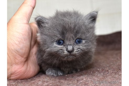 成約済の愛知県のマンチカン(短足)-64212の3枚目
