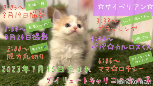 販売中の北海道のサイベリアン-64284