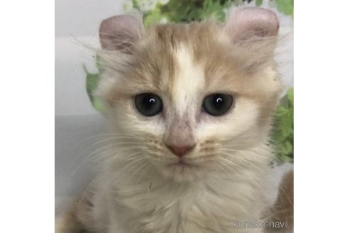 販売中の埼玉県のアメリカンカール-64318
