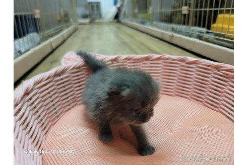 成約済の千葉県のスコティッシュフォールド-62518の4枚目