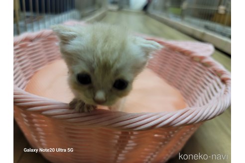 成約済の千葉県のスコティッシュフォールド-62519の3枚目