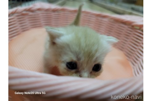 成約済の千葉県のスコティッシュフォールド-62519の4枚目